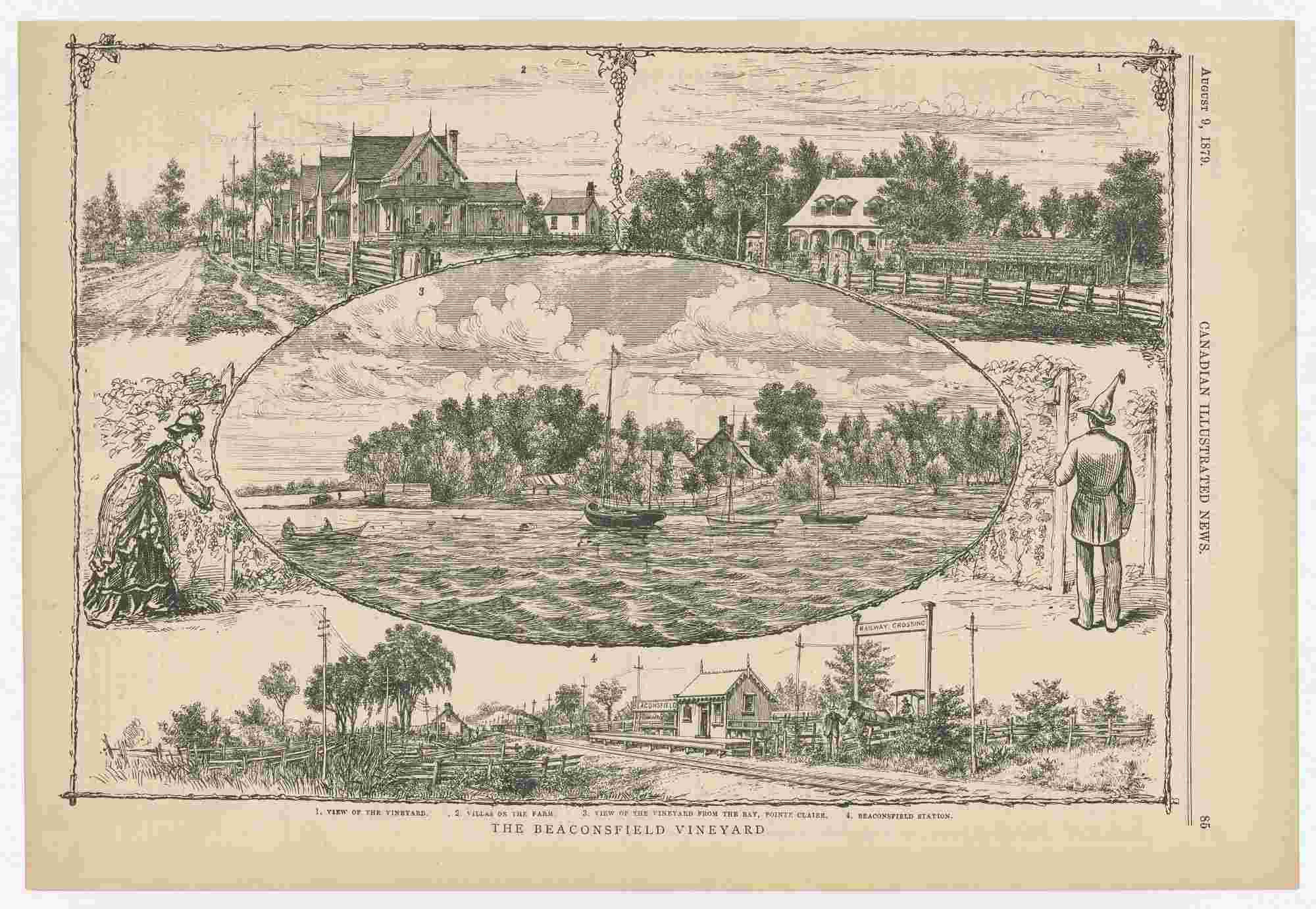 Beaconsfield Vineyard - Canadian Illustrated News 2026 02 19Rainville BeaconsfieldVineyardCanIllustrNews